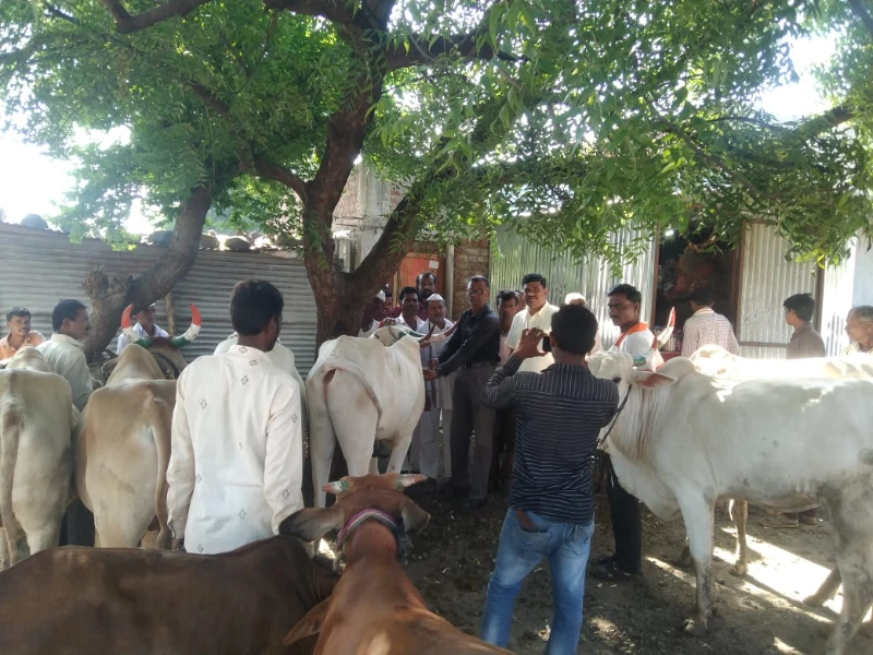 लंपी आजार प्रतिबंधक लसीकरण मोहीम