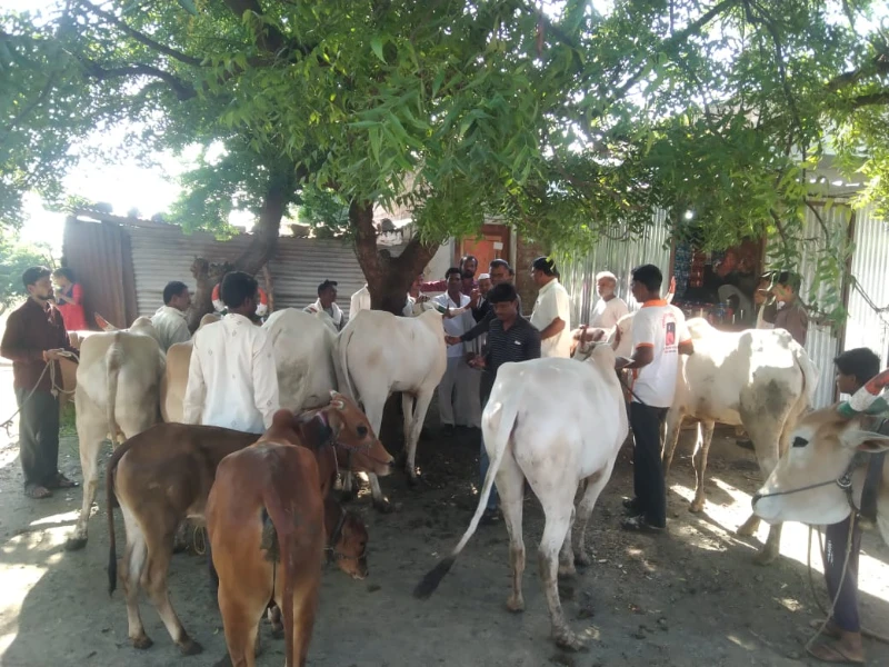 लंपी आजार प्रतिबंधक लसीकरण मोहीम