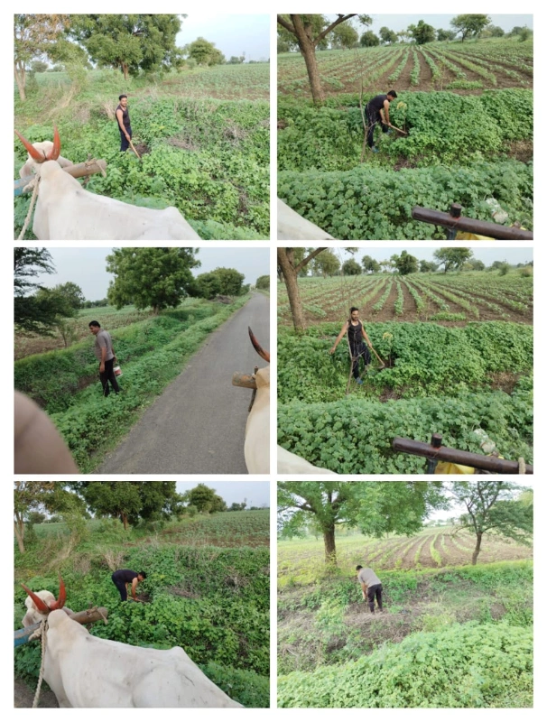 वृक्षारोपण उपक्रम - गाव पातळीवरील पर्यावरण संवर्धन मोहीम